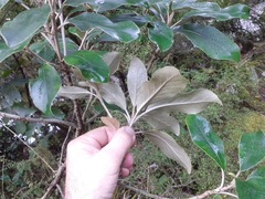 Brachyglottis buchananii