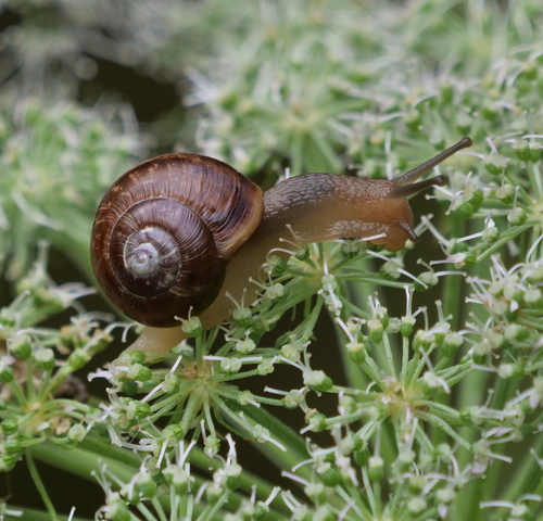 Copse Snail