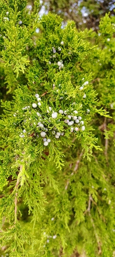 eastern redcedar