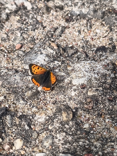 Small Copper