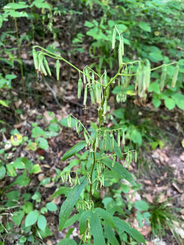 tall rattlesnake root