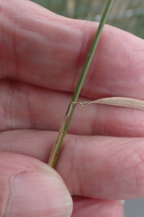 Thinopyrum acutum