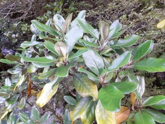 Brachyglottis buchananii