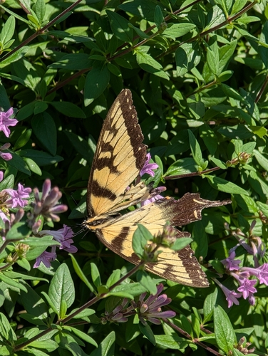 Eastern Tiger Swallowtail