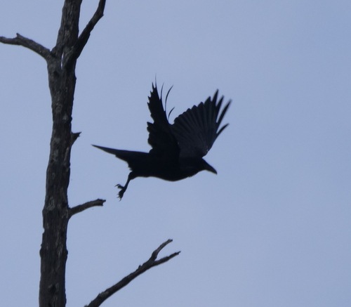 Common Raven