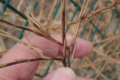 Sisymbrium officinale, photograph author not stated, no rights reserved