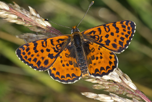 Spotted Fritillary