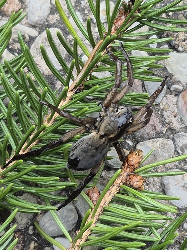Wetland Giant Wolf Spider
