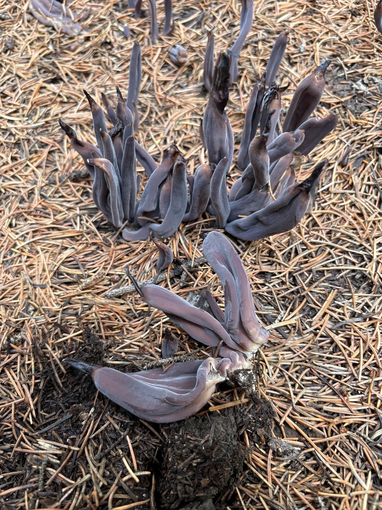 Alloclavaria sp. 'purpurea-TAC1839a' · September 2026 · photo: Photo: (c) ewasiukb, some rights reserved (CC BY) · iNaturalist