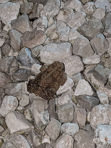 American Toad