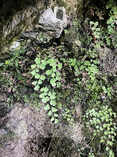 black maidenhair fern