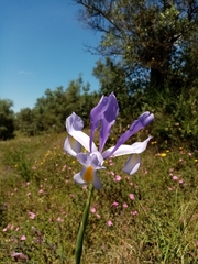 Iris xiphium