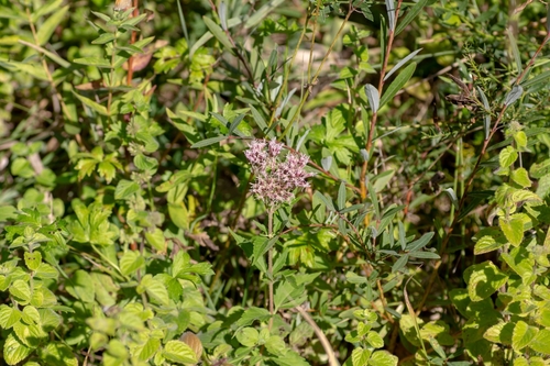 hemp agrimony