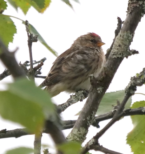 Redpoll