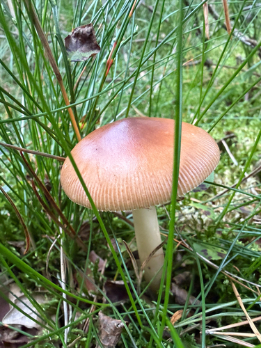 Tawny Grisette
