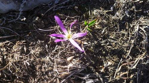False Meadow Saffron