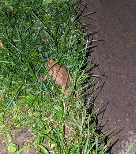 European Toad