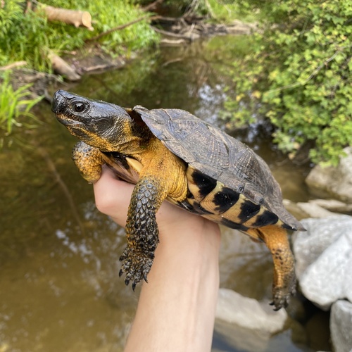 Wood Turtle