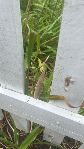Chinese Mantis