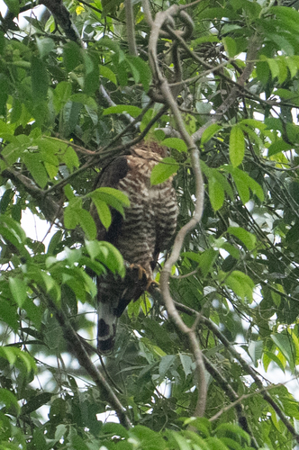 Wallace's Hawk-Eagle