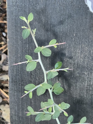 Ceanothus fendleri, photograph 4