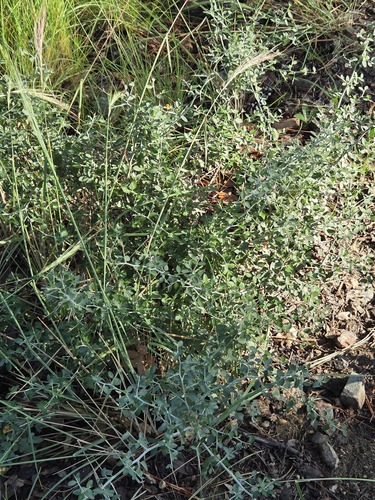 Ceanothus fendleri, photograph 5