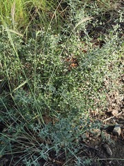 (c) Jo Roberts, some rights reserved (CC BY) Ceanothus fendleri, photograph (c) Jo Roberts, some rights reserved (CC BY)
