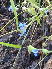 (c) Jo Roberts, some rights reserved (CC BY) Commelina dianthifolia, photograph (c) Jo Roberts, some rights reserved (CC BY)