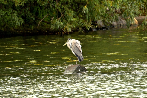 Grey Heron