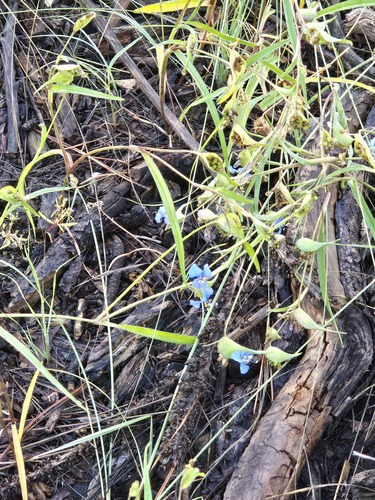 Commelina dianthifolia, photograph 4