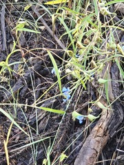 (c) Jo Roberts, some rights reserved (CC BY) Commelina dianthifolia, photograph (c) Jo Roberts, some rights reserved (CC BY)