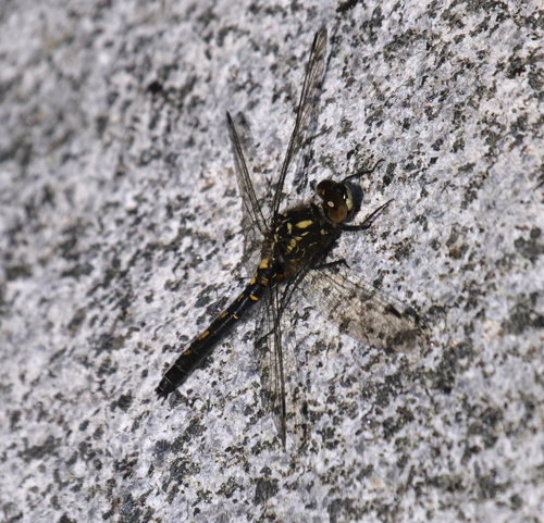Small Whiteface