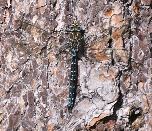 Sedge Darner