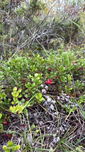 bearberry