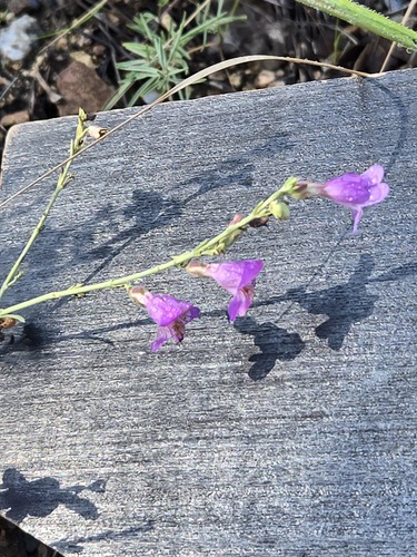 Penstemon linarioides, photograph 3