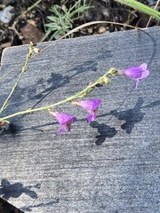 Penstemon linarioides, photograph (c) Jo Roberts, some rights reserved (CC BY)