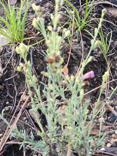 Penstemon linarioides, photograph 4