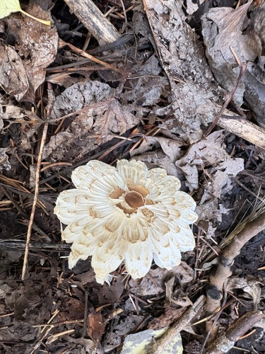 Lepiota clypeolaria — (c) ewasiukb, some rights reserved (CC BY)