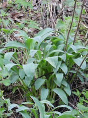 Allium microdictyon