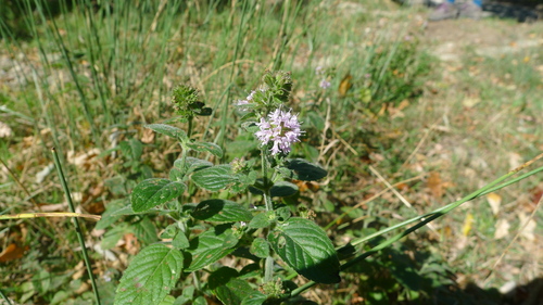 watermint