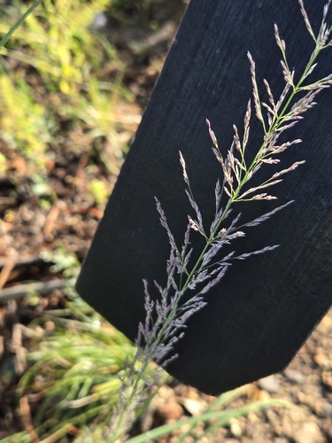 Muhlenbergia emersleyi, photograph 1