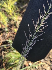 Muhlenbergia emersleyi, photograph (c) Jo Roberts, some rights reserved (CC BY)