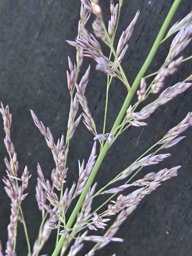 Muhlenbergia emersleyi, photograph 2