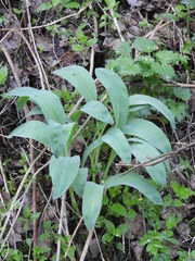 Allium microdictyon