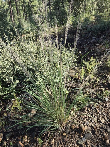 Muhlenbergia emersleyi, photograph 3