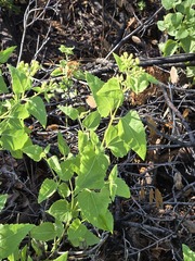 Ageratina herbacea