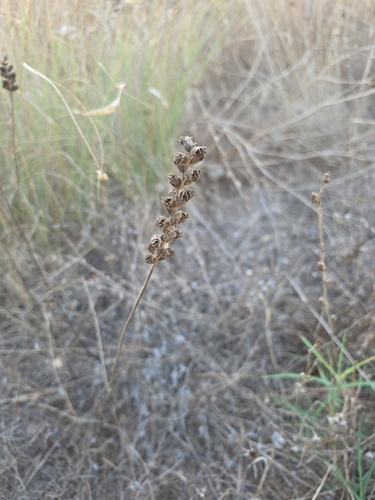 Mediterranean lineseed