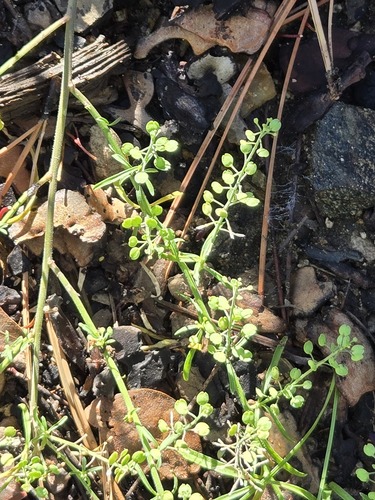 Lepidium virginicum, photograph 4