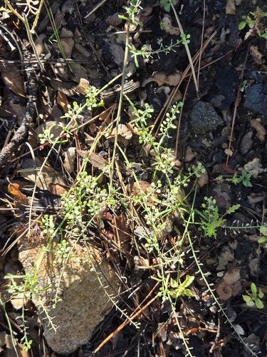 Lepidium virginicum, photograph 5