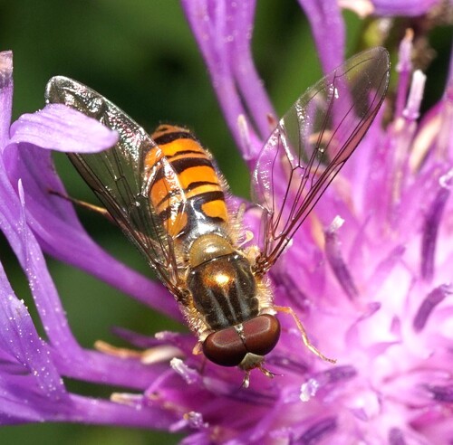 Marmalade Hover Fly